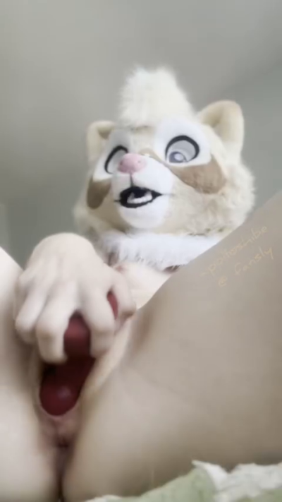 apolloshiba